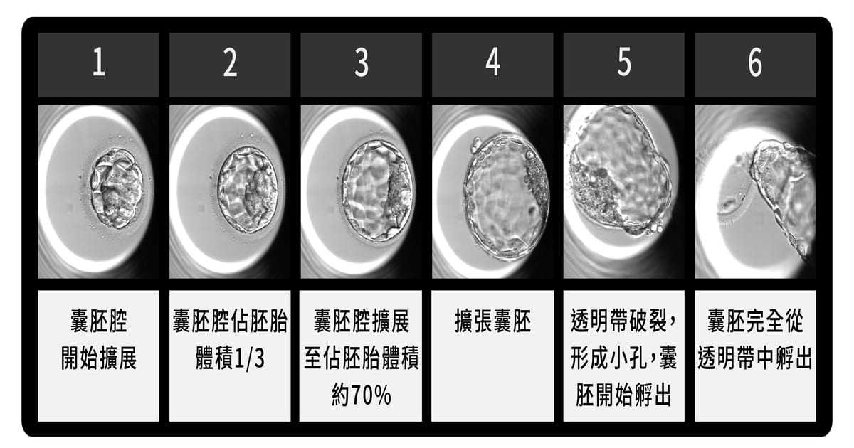D5囊胚擴張程度圖